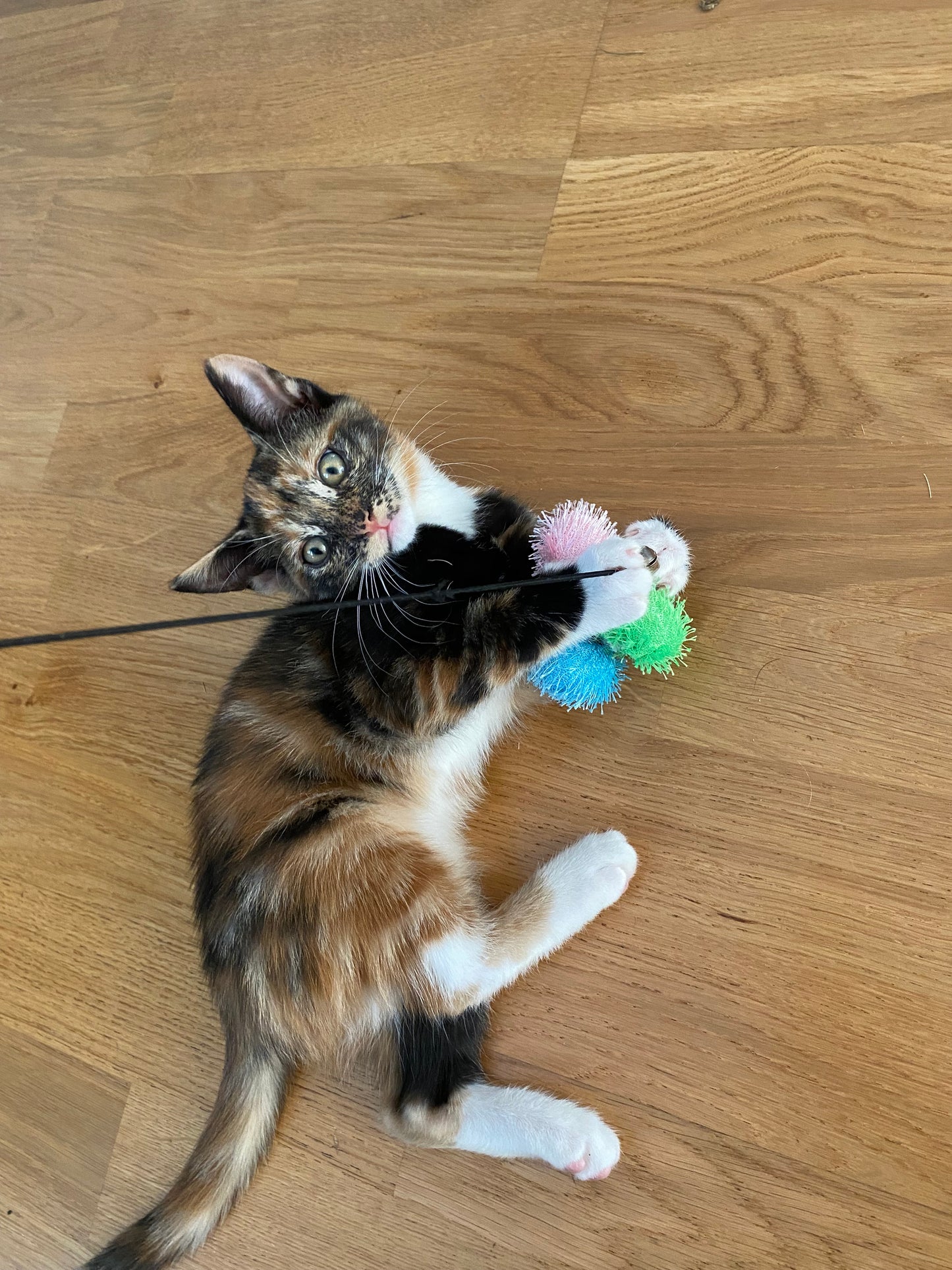 Croci - Kattspö med bollar
