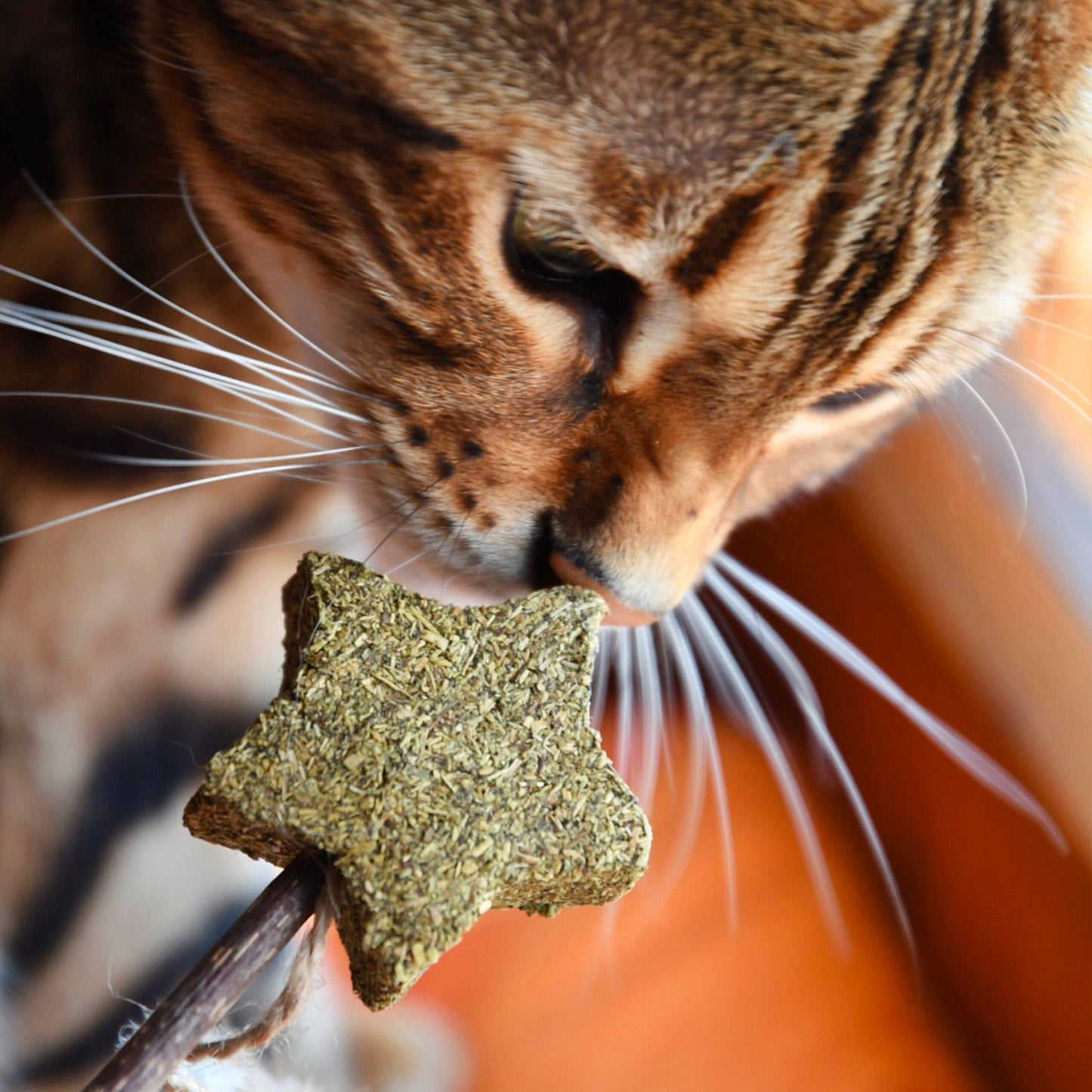 Croci - Kattspö med kattmynta och matatbi