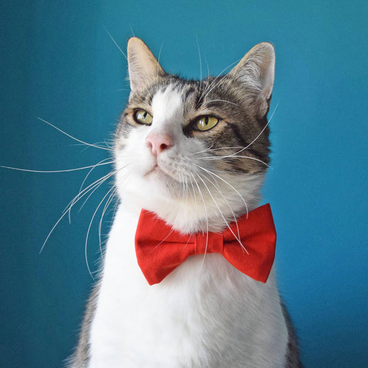 Crazy Cool Cat™ - Solid Red Cat Bowtie
